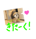 愛犬たっぴー★第2弾（個別スタンプ：3）