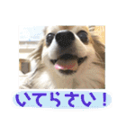 愛犬たっぴー★第2弾（個別スタンプ：4）