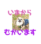 愛犬たっぴー★第2弾（個別スタンプ：5）