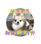 愛犬たっぴー★第2弾（個別スタンプ：6）