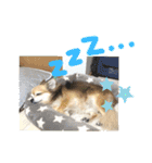 愛犬たっぴー★第2弾（個別スタンプ：7）