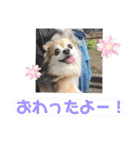 愛犬たっぴー★第2弾（個別スタンプ：8）