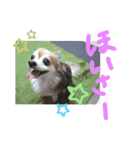 愛犬たっぴー★第2弾（個別スタンプ：9）