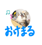 愛犬たっぴー★第2弾（個別スタンプ：10）