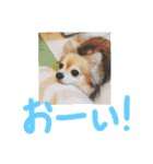 愛犬たっぴー★第2弾（個別スタンプ：11）