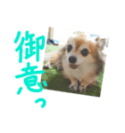 愛犬たっぴー★第2弾（個別スタンプ：12）
