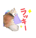 愛犬たっぴー★第2弾（個別スタンプ：13）
