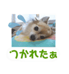 愛犬たっぴー★第2弾（個別スタンプ：15）