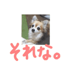 愛犬たっぴー★第2弾（個別スタンプ：16）