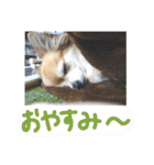 愛犬たっぴー★第2弾（個別スタンプ：17）
