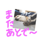 愛犬たっぴー★第2弾（個別スタンプ：18）