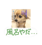 愛犬たっぴー★第2弾（個別スタンプ：20）