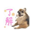 愛犬たっぴー★第2弾（個別スタンプ：21）