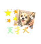 愛犬たっぴー★第2弾（個別スタンプ：22）