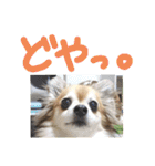 愛犬たっぴー★第2弾（個別スタンプ：24）