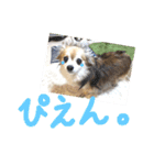 愛犬たっぴー★第2弾（個別スタンプ：25）