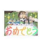 愛犬たっぴー★第2弾（個別スタンプ：26）