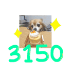 愛犬たっぴー★第2弾（個別スタンプ：27）
