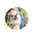 愛犬たっぴー★第2弾（個別スタンプ：28）