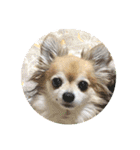 愛犬たっぴー★第2弾（個別スタンプ：29）