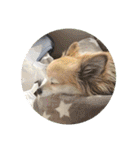 愛犬たっぴー★第2弾（個別スタンプ：30）