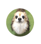 愛犬たっぴー★第2弾（個別スタンプ：32）