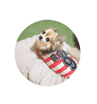 愛犬たっぴー★第2弾（個別スタンプ：33）