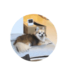 愛犬たっぴー★第2弾（個別スタンプ：35）