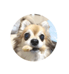 愛犬たっぴー★第2弾（個別スタンプ：36）