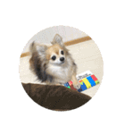 愛犬たっぴー★第2弾（個別スタンプ：37）