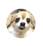 愛犬たっぴー★第2弾（個別スタンプ：38）