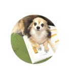 愛犬たっぴー★第2弾（個別スタンプ：39）