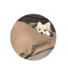 愛犬たっぴー★第2弾（個別スタンプ：40）