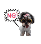 私の家族のシーズー犬（個別スタンプ：4）