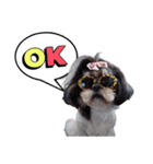 私の家族のシーズー犬（個別スタンプ：5）