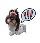 私の家族のシーズー犬（個別スタンプ：6）