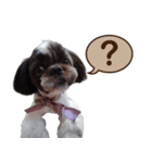 私の家族のシーズー犬（個別スタンプ：7）
