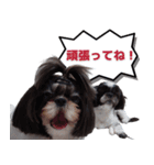 私の家族のシーズー犬（個別スタンプ：8）