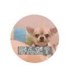 メルリキニコスタンプ2（個別スタンプ：12）