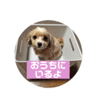 メルリキニコスタンプ2（個別スタンプ：14）