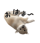 ここ＆こはく（個別スタンプ：1）