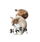 ここ＆こはく（個別スタンプ：2）