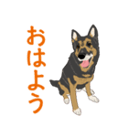 ジャーマンシェパード  なごみちゃん（個別スタンプ：1）