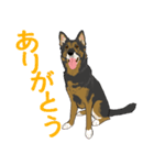ジャーマンシェパード  なごみちゃん（個別スタンプ：6）