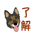 ジャーマンシェパード  なごみちゃん（個別スタンプ：7）