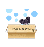 ミックスわんこスタンプ（個別スタンプ：17）