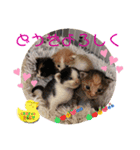 猫愛スタンプ⑧（個別スタンプ：1）