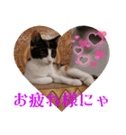 猫愛スタンプ⑧（個別スタンプ：2）