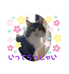 猫愛スタンプ⑧（個別スタンプ：3）