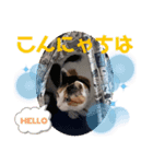 猫愛スタンプ⑧（個別スタンプ：4）